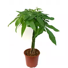 Пахира Акватика - Pachira D15 H45