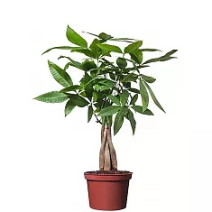 Пахира Акватика - Pachira D18 H80