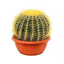 Эхинокактус Грузони - Echinocactus grusonii D21 H25