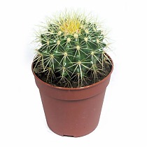 Эхинокактус Грузони (Грузона) - Echinocactus grusonii D7 H12