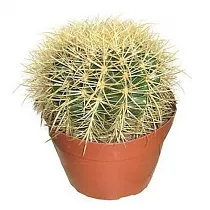 Эхинокактус Грузони - Echinocactus grusonii D12 H15