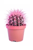 Эхинокактус Грузони розовый - Echinocactus grusonii painted D7 H12