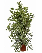 Бенджамина Голден Кинг - Ficus benjamina D40 H180