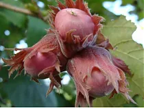 Фундук Академик Яблоков - Corylus Akademic Yablokov 1,5-2 ltr, 50-70 см