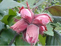 Фундук Сахарный - Corylus Saharnyi 1,5-2 ltr, 50-70 см