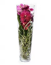 Ванда в трубе Мишель - Vanda Michelle D19 H70