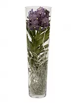 Ванда в вазе Лисан  - Vanda Lisanne D19 H70