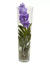 Ванда в вазе Лисан  - Vanda Lisanne D19 H65