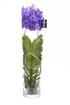 Ванда в вазе Лисан  - Vanda Lisanne D19 H65
