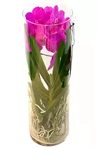 Ванда в трубе Мишель - Vanda Michelle D19 H70