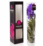 Ванда в вазе Лисан  - Vanda Lisanne D19 H70