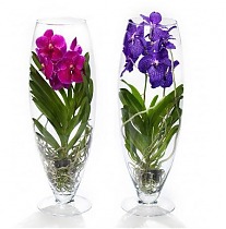 Орхидея Ванда в стекле