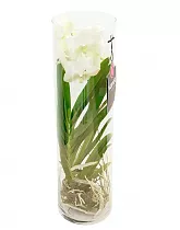 Ванда в вазе Лисан - Vanda Lisanne D19 H70