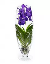 Ванда в вазе Шампань - Vanda Champagne D19 H65