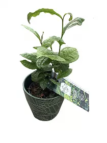 Чай, чайный куст, или камелия китайская - Camellia sinensis D12 H25