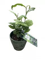 Чай, чайный куст, или камелия китайская - Camellia sinensis D12 H25