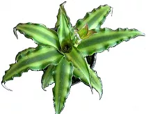Криптантус бесстебельный - Cryptanthus argenteus D9 H10