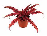 Криптантус двуполосый - Cryptanthus Red Star D9 H10