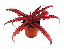 Криптантус двуполосый - Cryptanthus Red Star D9 H10