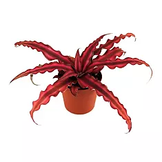 Криптантус двуполосый - Cryptanthus Red Star D9 H10