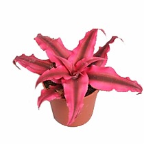 Криптантус двуполосый - Cryptanthus pink starlight D9 H10