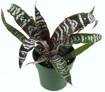 Криптантус поперечнополосатый (зонатус) - Cryptanthus viridis D9 H10