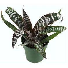 Криптантус поперечнополосатый (зонатус) - Cryptanthus viridis D9 H10