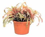 Криптантус бромелиевидный - Cryptanthus D9 H10