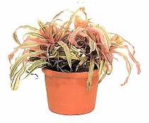 Криптантус бромелиевидный - Cryptanthus D9 H10