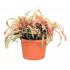 Криптантус бромелиевидный - Cryptanthus D9 H10
