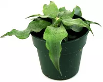 Криптантус бесстебельный - Cryptanthus argenteus D9 H10