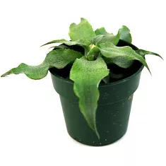 Криптантус бесстебельный - Cryptanthus argenteus D9 H10
