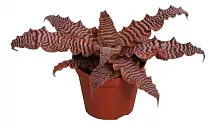 Криптантус поперечнополосатый (зонатус) - Cryptanthus zebrinus D9 H10