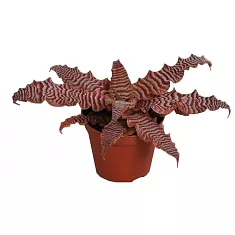 Криптантус поперечнополосатый (зонатус) - Cryptanthus zebrinus D9 H10