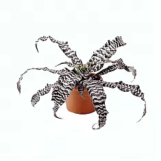 Криптантус поперечнополосатый (зонатус) - Cryptanthus viridis D9 H10