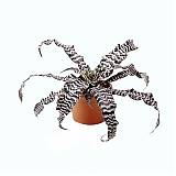 Криптантус поперечнополосатый (зонатус) - Cryptanthus viridis D9 H10