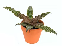 Криптантус бесстебельный - acaulis D9 H10