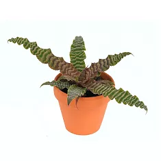 Криптантус бесстебельный - acaulis D9 H10