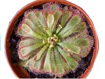 Росянка Алиции (Drosera aliciae)  D9 H15