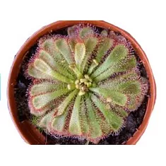Росянка Алиции (Drosera aliciae)  D9 H15