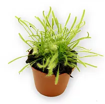 Росянка - Drosera Brown D9 H12