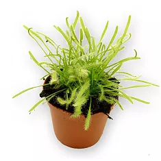 Росянка - Drosera Brown D9 H12