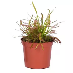 Росянка капская — Drosera Capensis  D9 H15