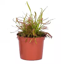 Росянка капская — Drosera Capensis  D9 H15