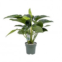 Филодендрон Грин Бьюти - Philodendron Green Beauty D27 H90