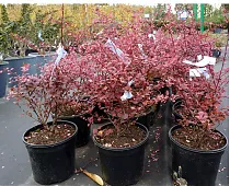 Барбарис тунберга Пинк Перфекшн - Berberis thunbergii Pink Perfection D9 H20