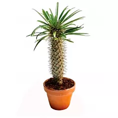 Пахиподиум Жайи - Pachypodium geayi Cost. et Bois  D30 H80