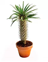 Пахиподиум Жайи - Pachypodium geayi Cost. et Bois  D30 H80