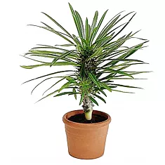 Пахиподиум Ламера или Мадагаскарская пальма - Pachypodium lamerei Drake  D18 H40