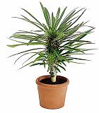 Пахиподиум Ламера или Мадагаскарская пальма - Pachypodium lamerei Drake  D18 H40